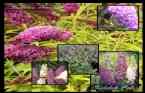 Buddleia Davidii - Kelebek �al�s� 