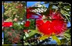 Callistemon Leavis - F�r�a �al�s� 