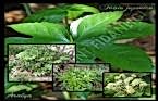 Fatsia Japonica - Aralya 