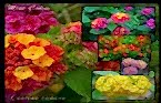 Lantana Camara - Mine �al�s� 