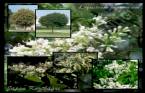 Ligustrum Japonicum - Japon Kurtba�r� 