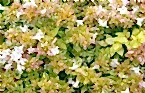 Abelia x grandiflora 'Kaliedoscope' 